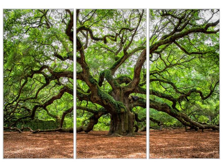 Bild mit Rahmen Verzweigter Baum image LAND