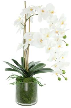 Creative Labs Orchids Arranged in Glass Vase with Moss - 26