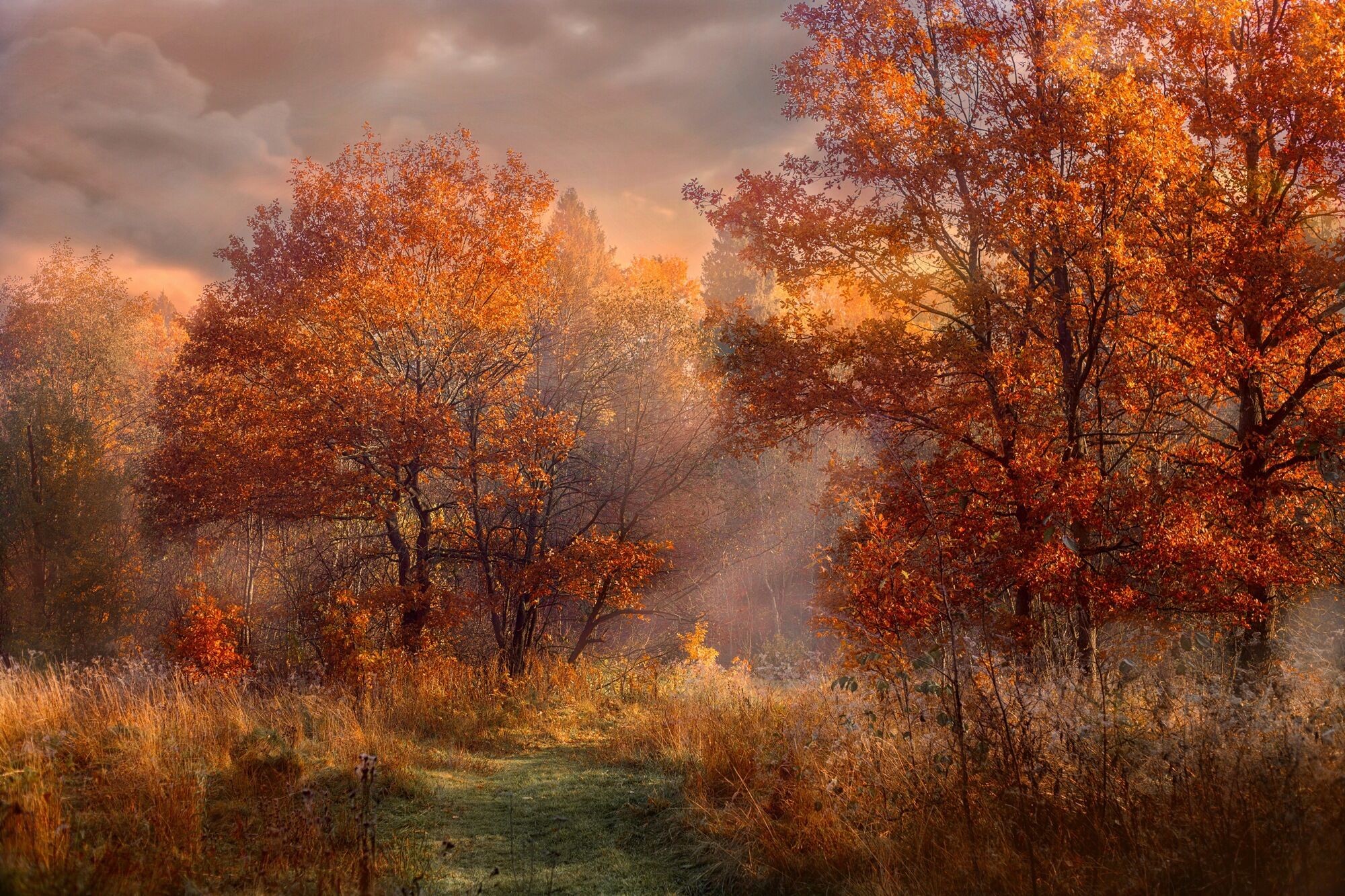 Fototapete PAPERMOON "HERBST-WALD-ROTE EICHEN BAUM NATUR PFLANZE SONNE NEBEL", bunt, B:2m L:1,49m, Vlies, Tapeten, Fototapete bunt B/L: 2m x 1,49m, Bahnen: 4 Stk.