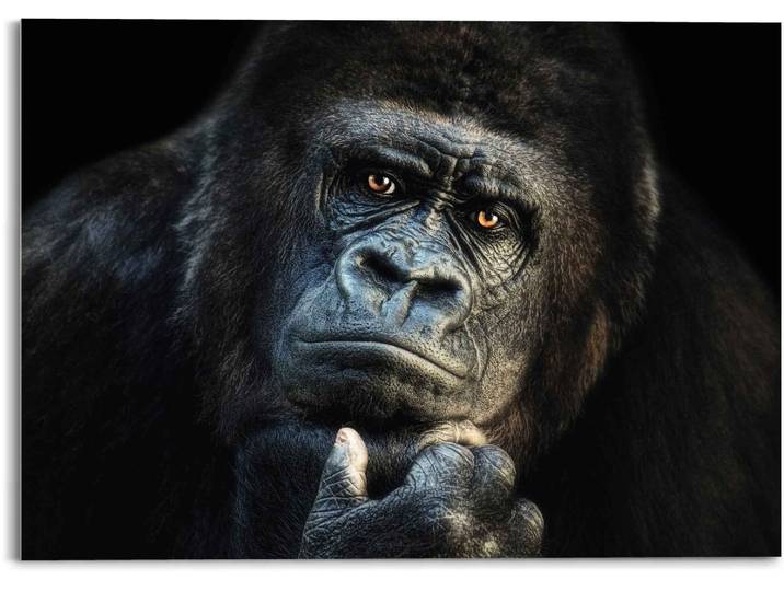 Glasbild REINDERS Glasbild Gorilla Affe - Kräftig - Nachdenklich , schwarz (farbe bild(er): schwarz), B:70cm H:50cm, Acrylglas, Bilder, Glasbild, Topseller