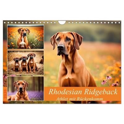 Rhodesian Ridgeback - Athlet mit Rückenkamm (Wandkalender 2026 DIN A4 quer), CALVENDO Monatskalender