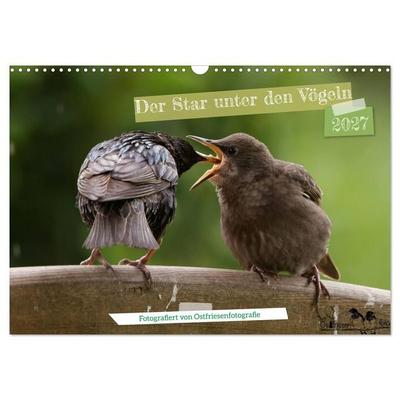 Der Star unter den Vögeln - Fotografiert von Ostfriesenfotografie (Wandkalender 2027 DIN A3 quer), CALVENDO Monatskalender