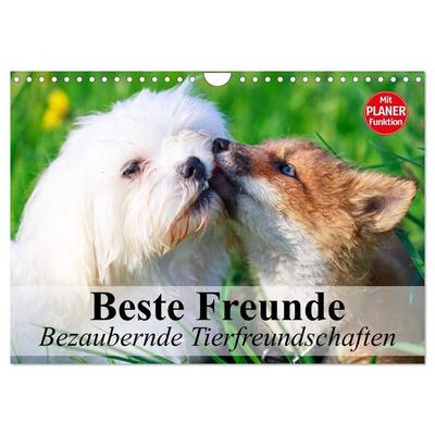 Beste Freunde. Bezaubernde Tierfreundschaften (Wandkalender 2027 DIN A4 quer), CALVENDO Monatskalender