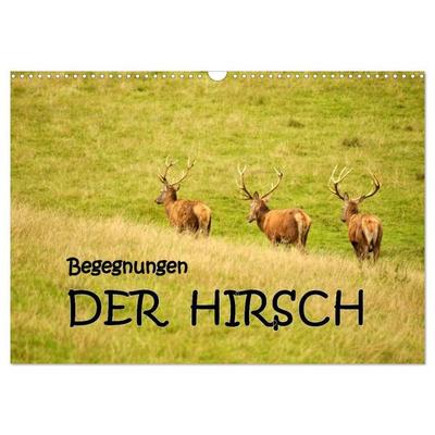 Begegnungen. DER HIRSCH (Wandkalender 2027 DIN A3 quer), CALVENDO Monatskalender