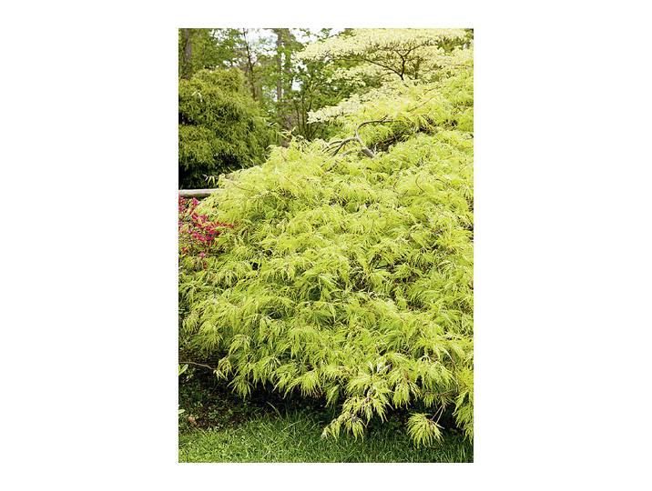Grüner Schlitzahorn - Acer palmatum Dissectum 30-40cm inklusive Topf