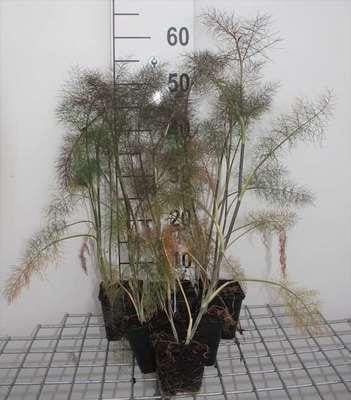 6 x Foeniculum vulgare Giant Bronze Venkel, Potmaat: 9 x 9 cm, GRDplanten