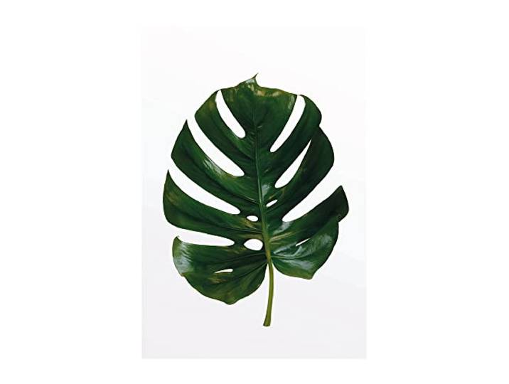 Monstera Leaf - Grootte: 50 x 70 cm - Komar, muurschildering, posters, kunstdruk (zonder lijst), PURE Boutique