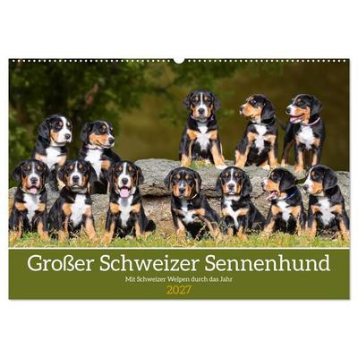 Großer Schweizer Sennenhund - Mit Schweizer Welpen durch das Jahr (Wandkalender 2027 DIN A2 quer), CALVENDO Monatskalender