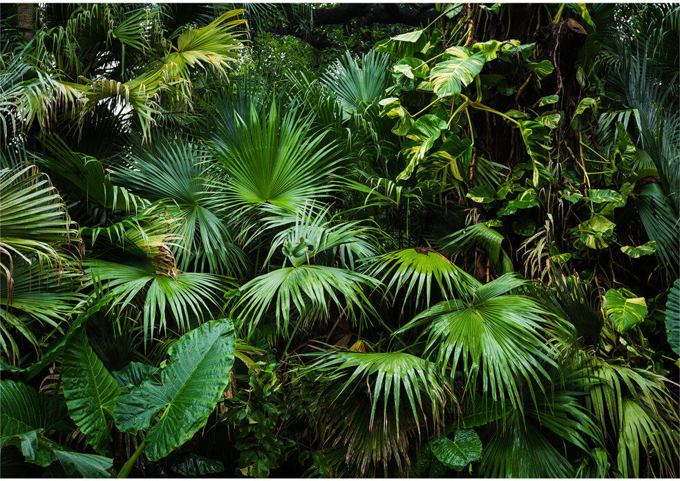 East Urban Home Sunny Jungle Semi-Gloss Paste the Wall Mural Green;Gray 400 cm x 280 cm