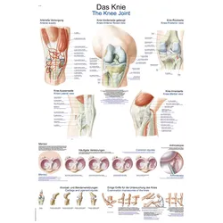 Lehrtafel Das Knie 70x100cm