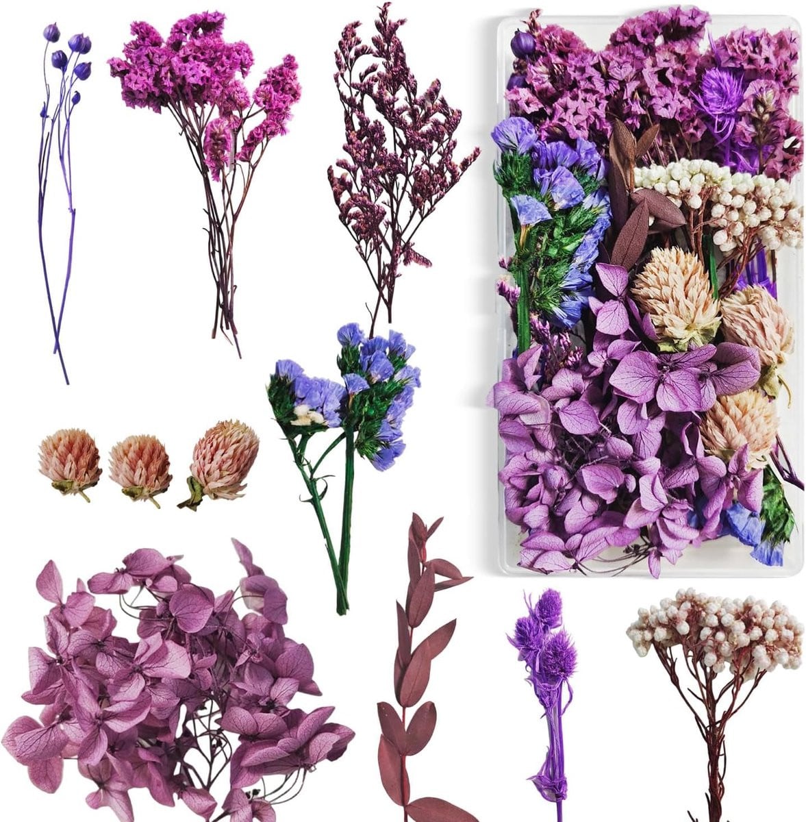Paarse gedroogde bloemen voor decoratie en knutselen
