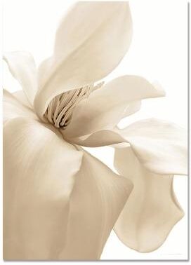 Inspired Living Nordic Coastal Canvas Wall Art Set Minimalist Beach Flower Prints For Modern Home Decor 50x70cm 8