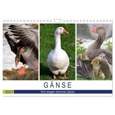 Gänse. Von wegen dumme Gans! (Wandkalender 2027 DIN A4 quer), CALVENDO Monatskalender