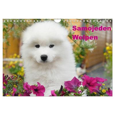 Samojeden Welpen (Wandkalender 2026 DIN A4 quer), CALVENDO Monatskalender
