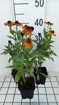 6 x Helenium hybr. Mardi Gras zonnebloemachtige in pot van 9 x 9 cm van GRDplanten