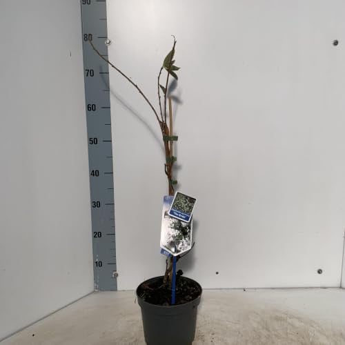 Exochorda macr. 'The Bride' Parelstruik in pot (25-30 cm)