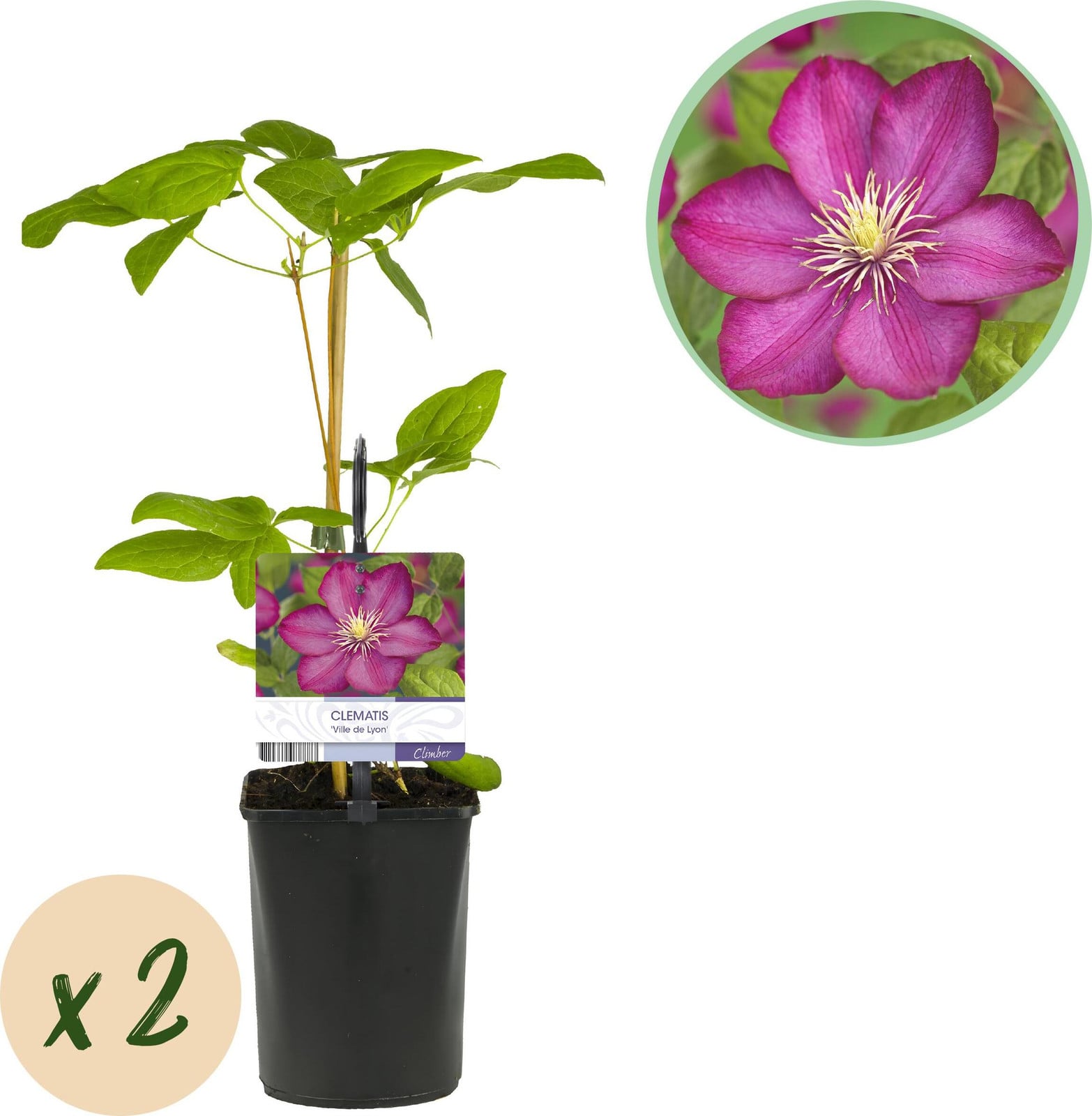 Pflanzenboutique Clematis Ville de Lyon Klimplant - Roze - 2 stuks - Pot 11 cm - Hoogte: 30-40 cm