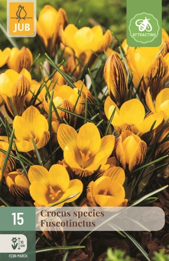 Jub Crocus fuscotinctus 15 bollen