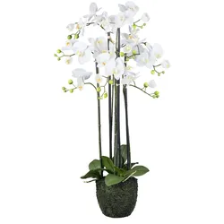 CREATIV green künstliche Pflanze Orchidee im Erdballen, 93 cm,  "Real Touch"