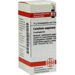 Caladium Seguin D 4 10 G