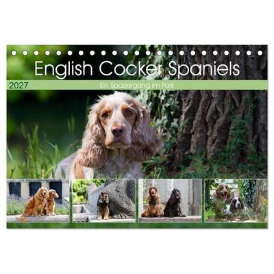 English Cocker Spaniels - Ein Spaziergang im Park (Tischkalender 2027 DIN A5 quer), CALVENDO Monatskalender