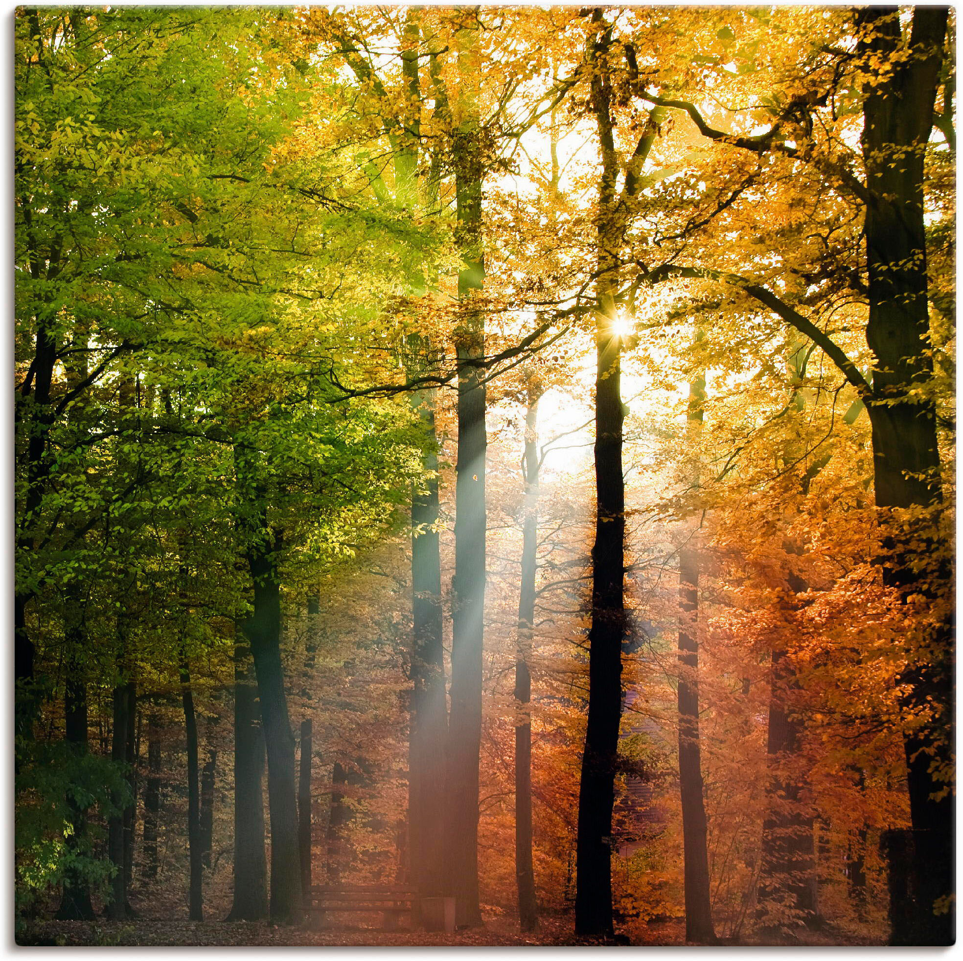 Leinwandbild ARTLAND "Schöner Herbsttag 2", braun (farbe bild(er): braun), B:50cm H:50cm, Bilder, Leinwandbild, auf Holzrahmen gespannt farbe bild(er): braun B/H/T: 50cm x 50cm, Leinwandbild Wald quadratisch, 1 Stk.