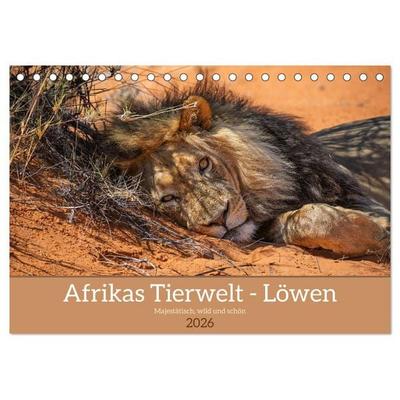Afrikas Tierwelt - Löwen (Tischkalender 2026 DIN A5 quer), CALVENDO Monatskalender
