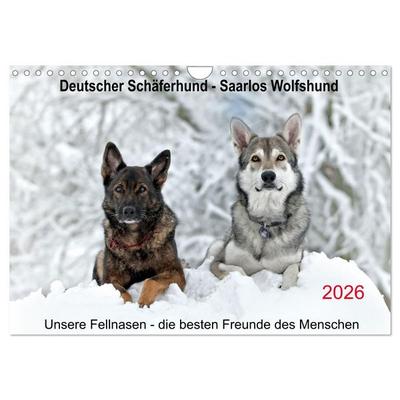 Schäferhund - Saarlos Wolfshund (Wandkalender 2026 DIN A4 quer), CALVENDO Monatskalender