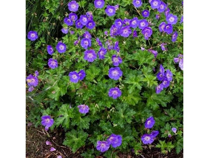50 x Geranium Rozanne - Storchschnabel in 9x9cm Topf