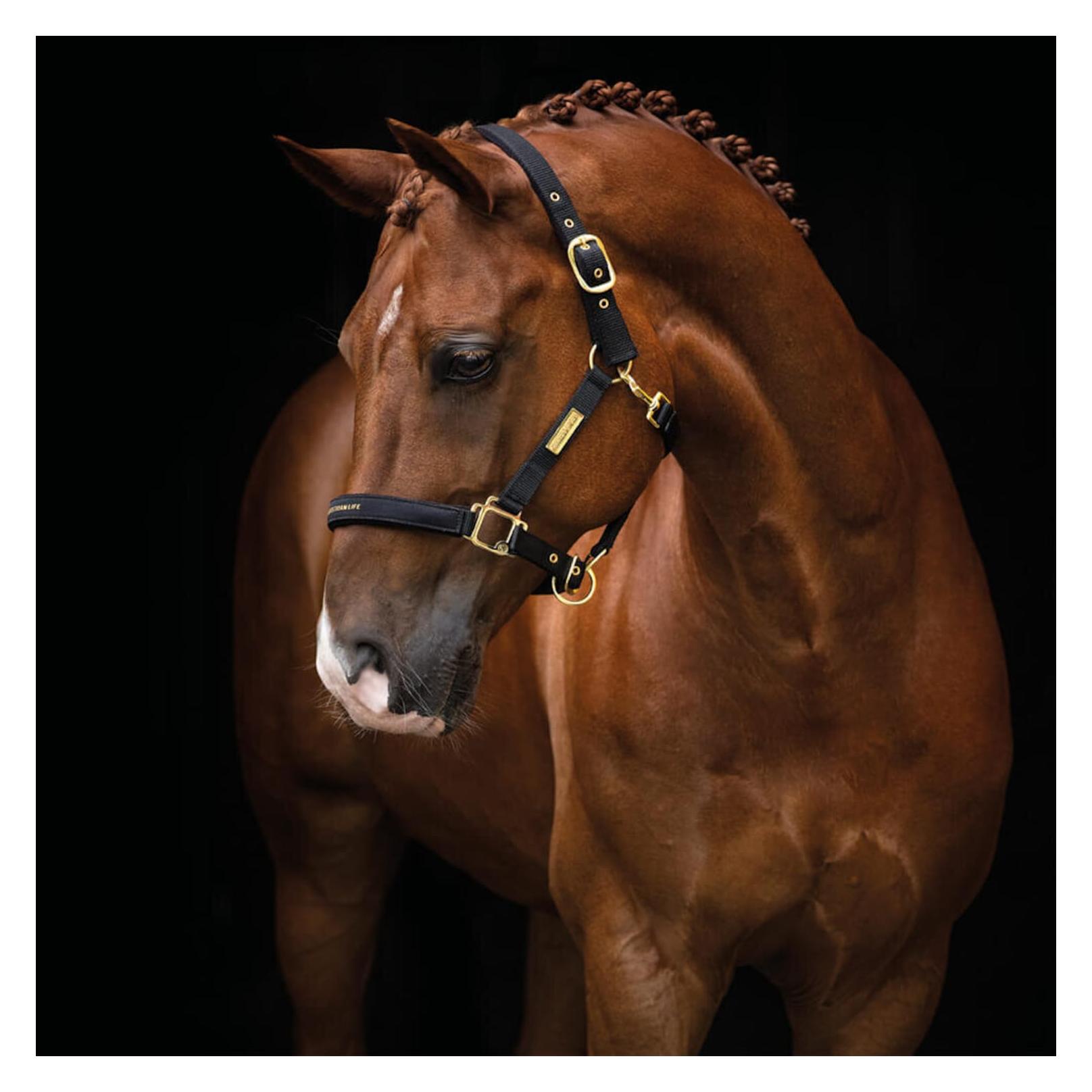 Hansbo Sport - Halter EQUESTRIAN LIFE - Full (600541)
