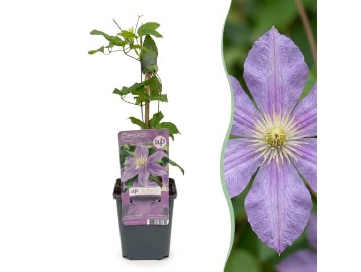 Green boutiQ - 2x Clematis Justa - Bosrank - Licht Blauw - Klimplant - Ø9cm - 35cm
