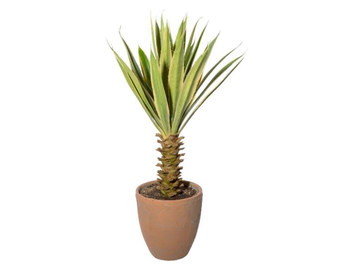 Kunstpflanze Yucca im Terracottatopf, Grüncreme H: 75 cm Gasper