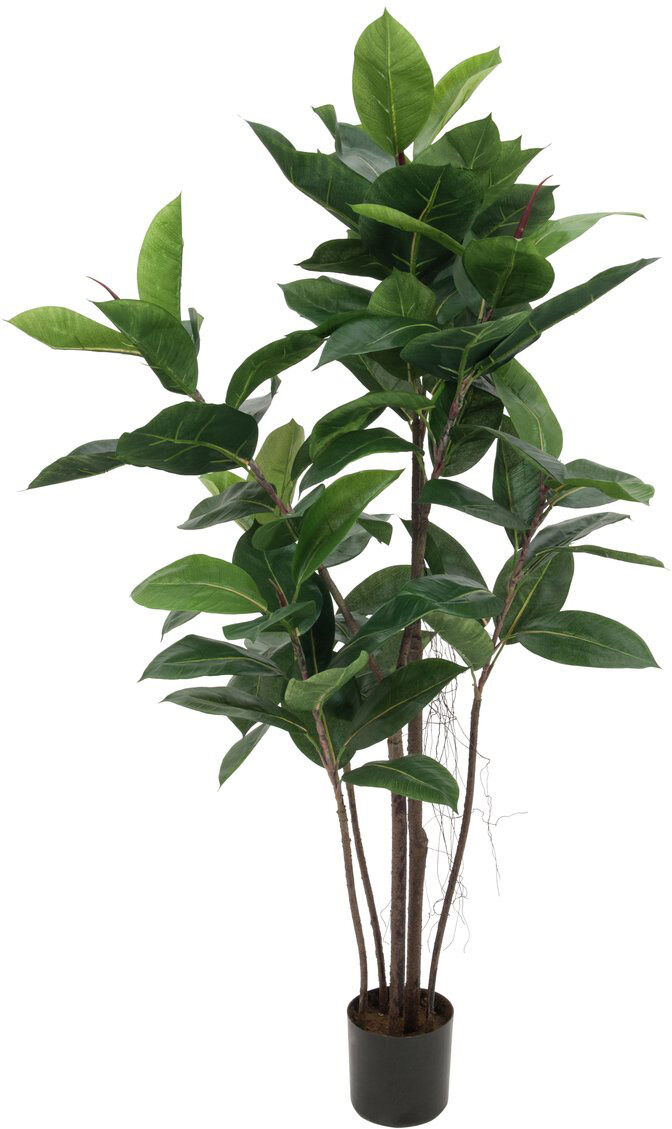 Europalms Gummibaum, 120cm