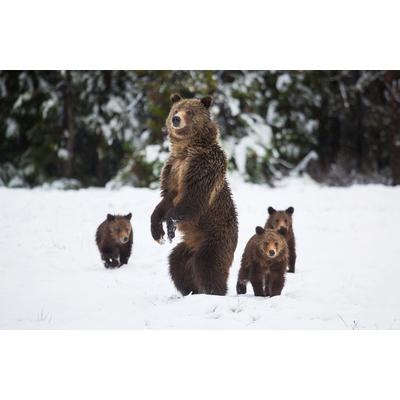 Fototapete PAPERMOON "GRIZZLEY BÄR-MIT JUNGEN WINTER NATUR WILDE TIERE WALD", bunt, B:3,5m L:2,6m, Vlies, Tapeten