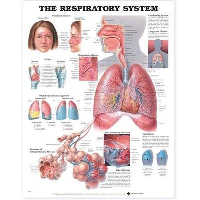 The Respiratory System Anatomical Chart, von , Wolters Kluwer Health, 978-1-58779-053-9