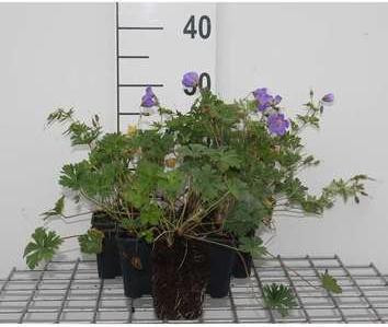 6 x Geranium himalayense (grandiflorum) in pot van 9 x 9 cm