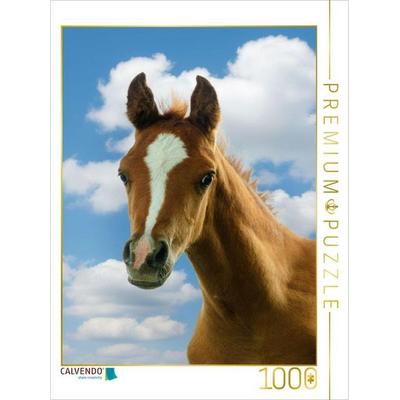 CALVENDO Puzzle Neugieriger Blick - Araberfohlen | 1000 Teile Lege-Größe 64x48cm Foto-Puzzle für glückliche Stunden