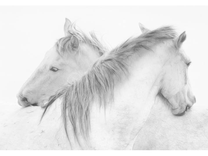 Fototapete PAPERMOON Photo-Art MARIE-ANNE STAS, PFERDE , bunt, B:4m L:2,6m, Vlies, Tapeten, Fototapete