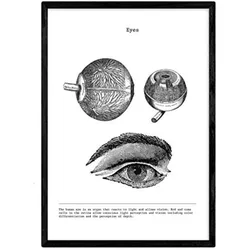 POSTER Anatomie Augen A3 Rahmenlos