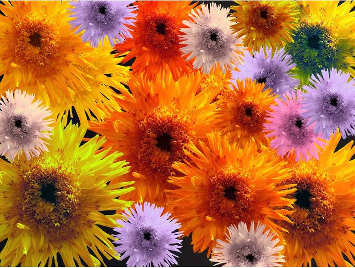 Fototapete PAPERMOON BLUMEN-COLLAGE-BUNT STRAUssPFLANZEN ORCHIDEEN FANTASIE , bunt, B:2m L:1,49m, Vlies, Tapeten, Fototapete