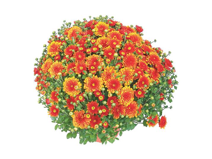 Chrysanthemen multiflora Mix Ø19cm