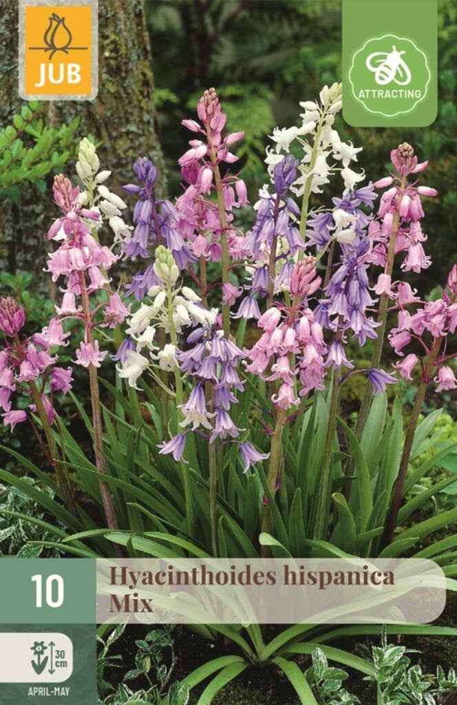 Jub Hyacinthoides hispanica mix 10 bollen