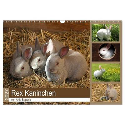 Rex - Kaninchen (Wandkalender 2027 DIN A3 quer), CALVENDO Monatskalender