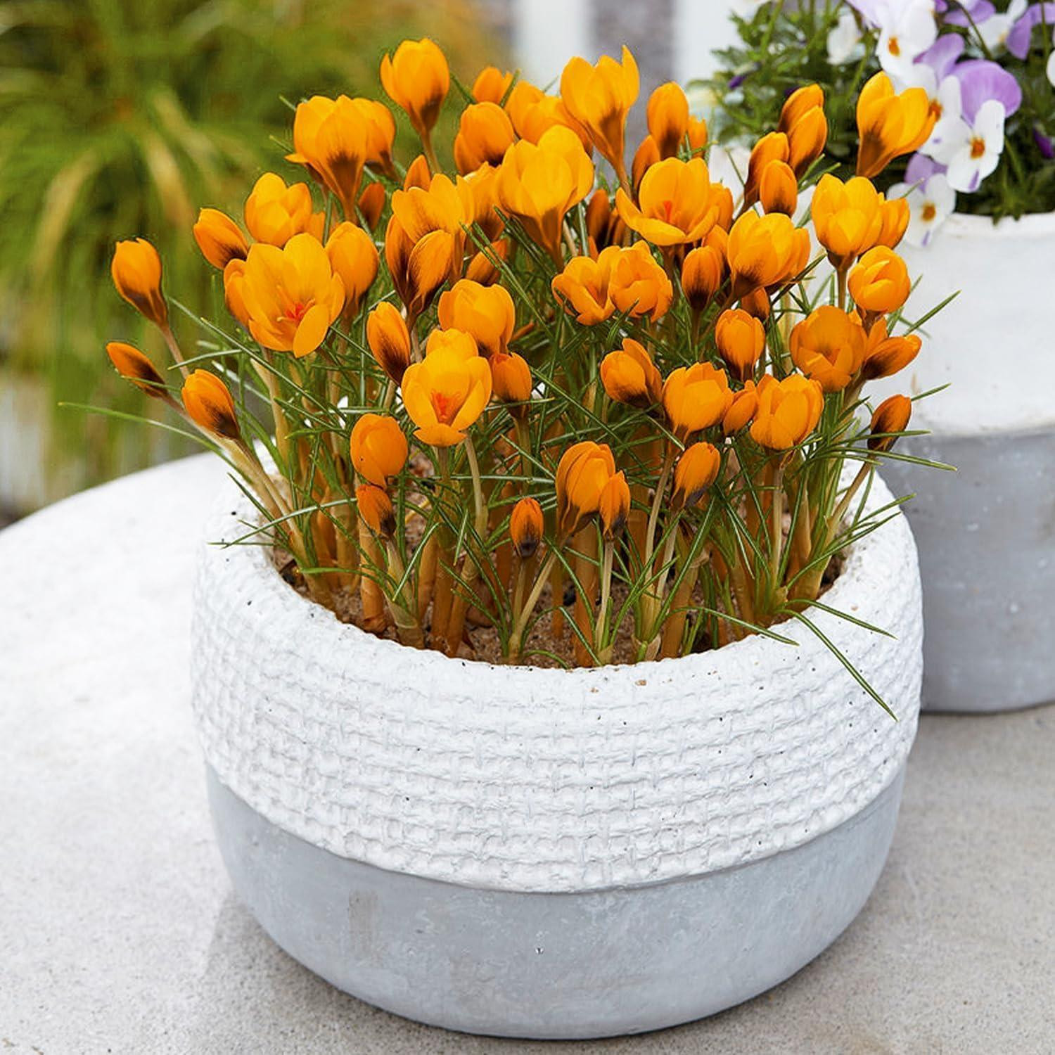 Dutch Bulbs Orange Monarch Botanische Krokusbollen - 50 stuks - Winterhard en meerjarig