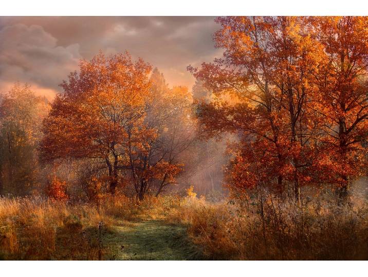 Fototapete PAPERMOON HERBST-WALD-ROTE EICHEN BAUM NATUR PFLANZE SONNE NEBEL , bunt, B:2m L:1,49m, Vlies, Tapeten, Fototapete