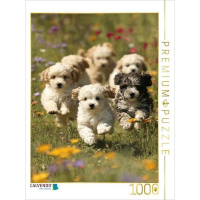 CALVENDO Puzzle Wir sind nicht nur süß, wir sind eine ganze Flausch Gang | 1000 Teile Lege-Größe 64x48cm Foto-Puzzle für glückliche Stunden