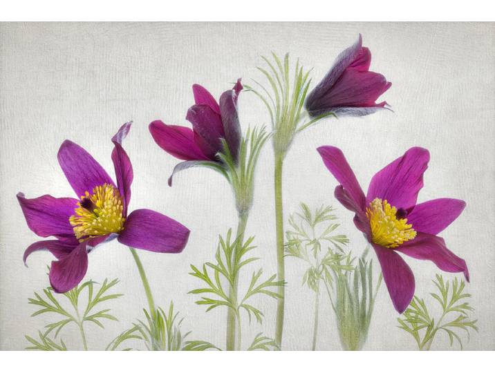 Fototapete PAPERMOON Photo-Art MANDY DISHER, PULSATILLA , bunt, B:1,5m L:1,11m, Vlies, Tapeten, Fototapete