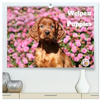 Welpen - Puppies (hochwertiger Premium Wandkalender 2027 DIN A2 quer), Kunstdruck in Hochglanz
