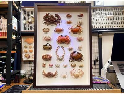 Inspire Essentials Real Crab Specimen Display Collectible Ocean Decor Desk Ornament 10