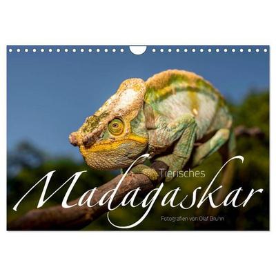 Tierisches Madagaskar (Wandkalender 2026 DIN A4 quer), CALVENDO Monatskalender